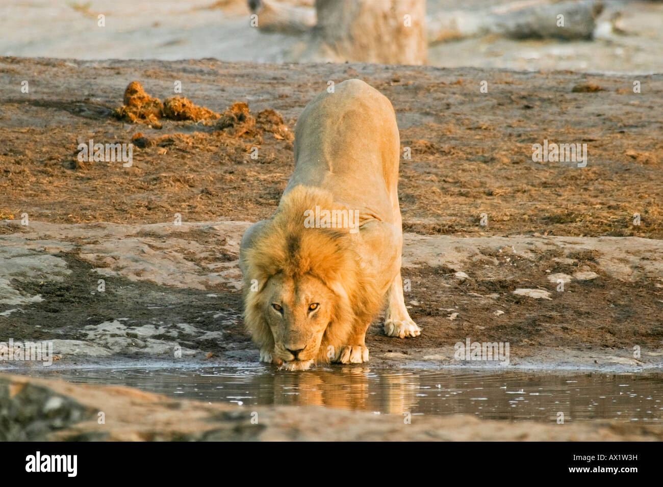 Männlicher Löwe (Panthera Leo) ist Pott an einer Wasserstelle, Savuti, Chobe Nationalpark, Botswana, Afrika Stockfoto