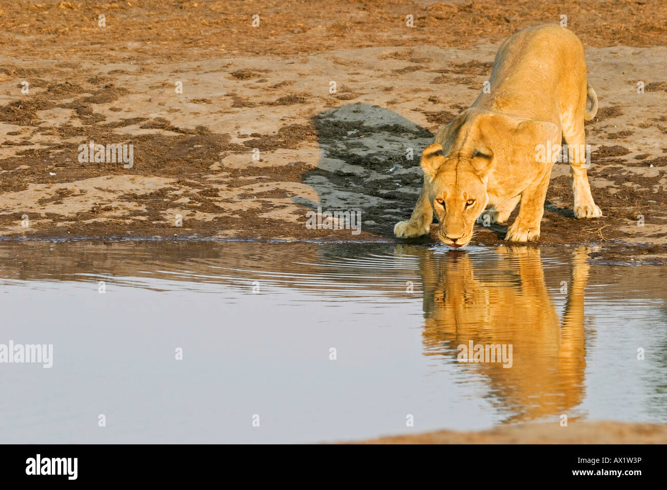 Löwin (Panthera Leo) ist Pott an einer Wasserstelle, Savuti, Chobe Nationalpark, Botswana, Afrika Stockfoto