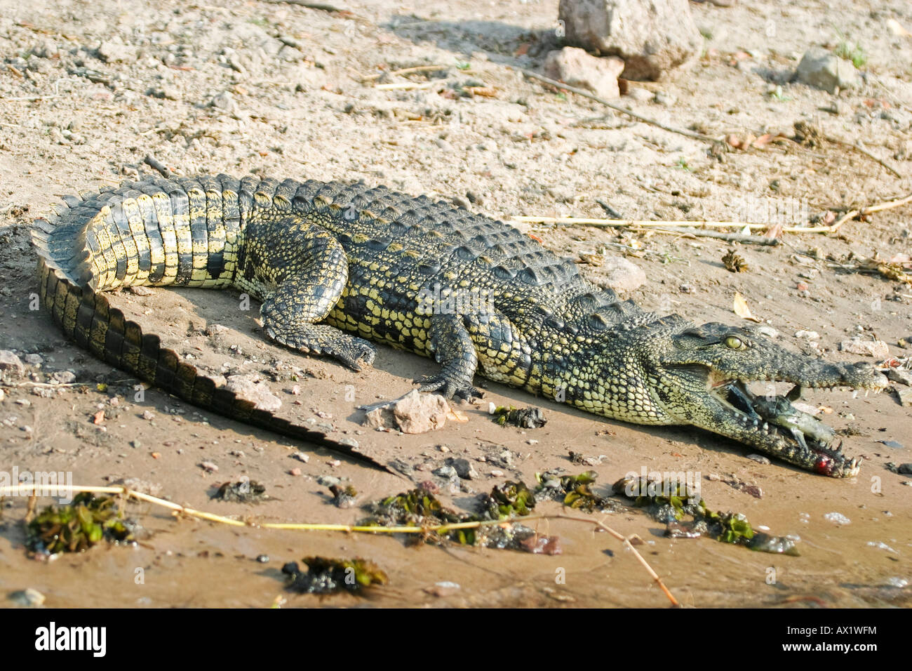 Nil-Krokodil (Crocodylus Niloticus) mit einer erfassten Wels, Chobe Fluss Chobe Nationalpark, Botswana, Afrika Stockfoto