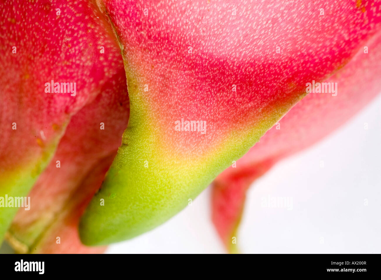 Pitaya, Pitahaya oder Drachenfrucht (Hylocereus) Stockfoto
