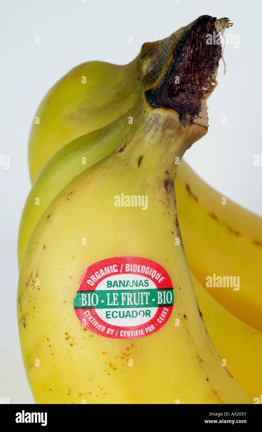 Banane mit Produkt Aufkleber. Fairtrade Banana Label Bio Bio Ecuador Zertifizierung Stockfoto