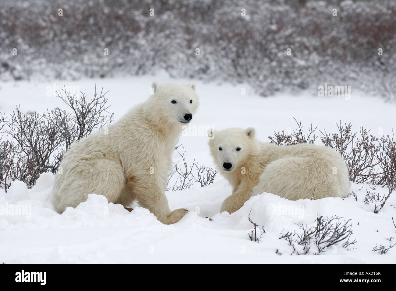 Polar Bear cubs Rest in der Tundra Stockfoto