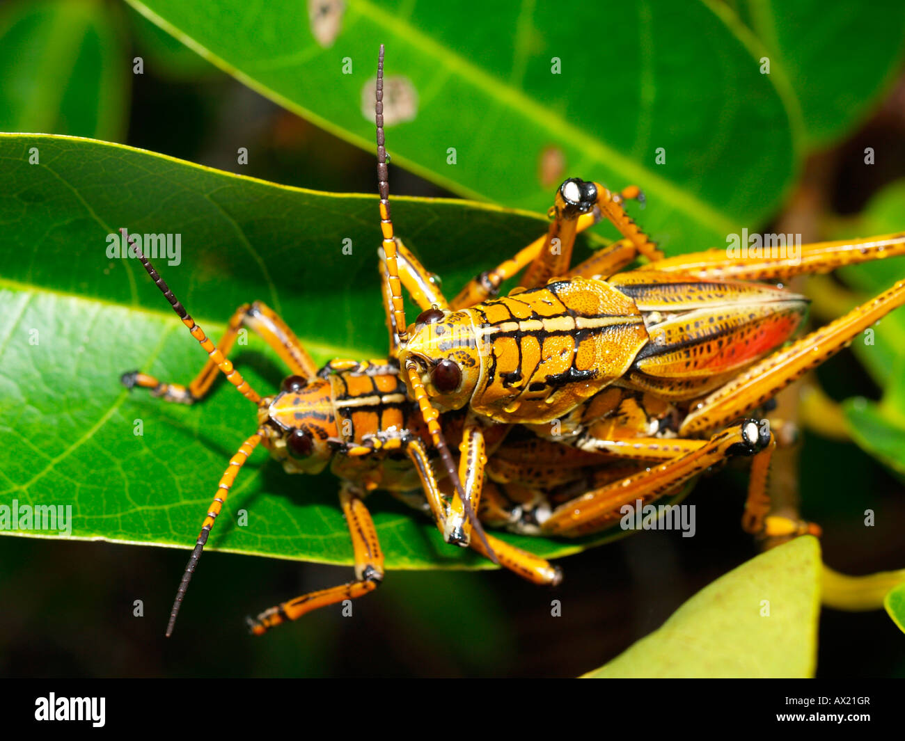 Östlichen Lümmel Grashüpfer (Romalea Guttata), Paarung Stockfoto