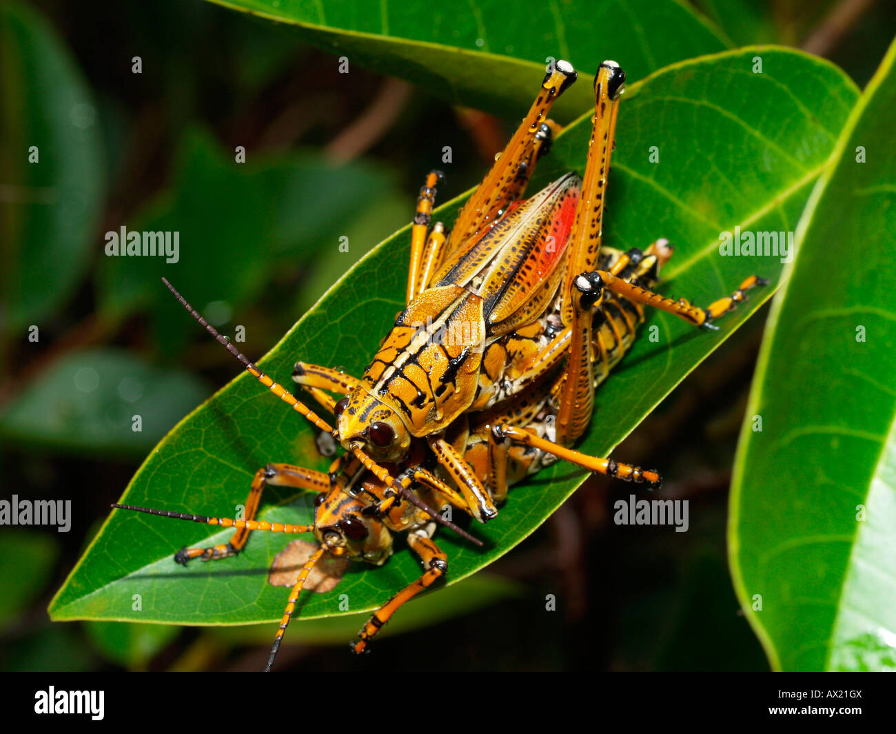 Östlichen Lümmel Grashüpfer (Romalea Guttata), Paarung Stockfoto