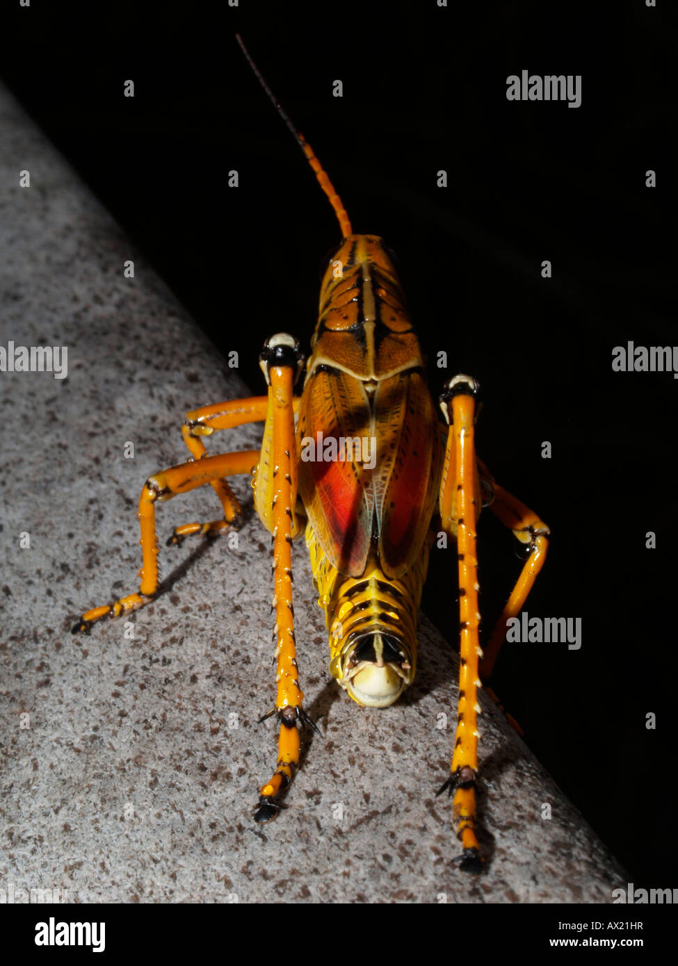 Östlichen Lümmel Grashüpfer (Romalea Guttata) Stockfoto