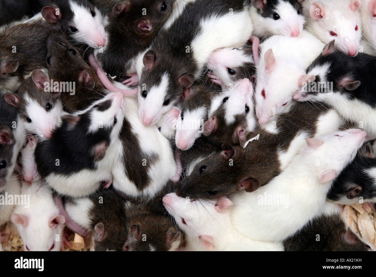 Phantasie oder Haustier Ratten (Rattus Norvegicus Forma Domestica) Stockfoto