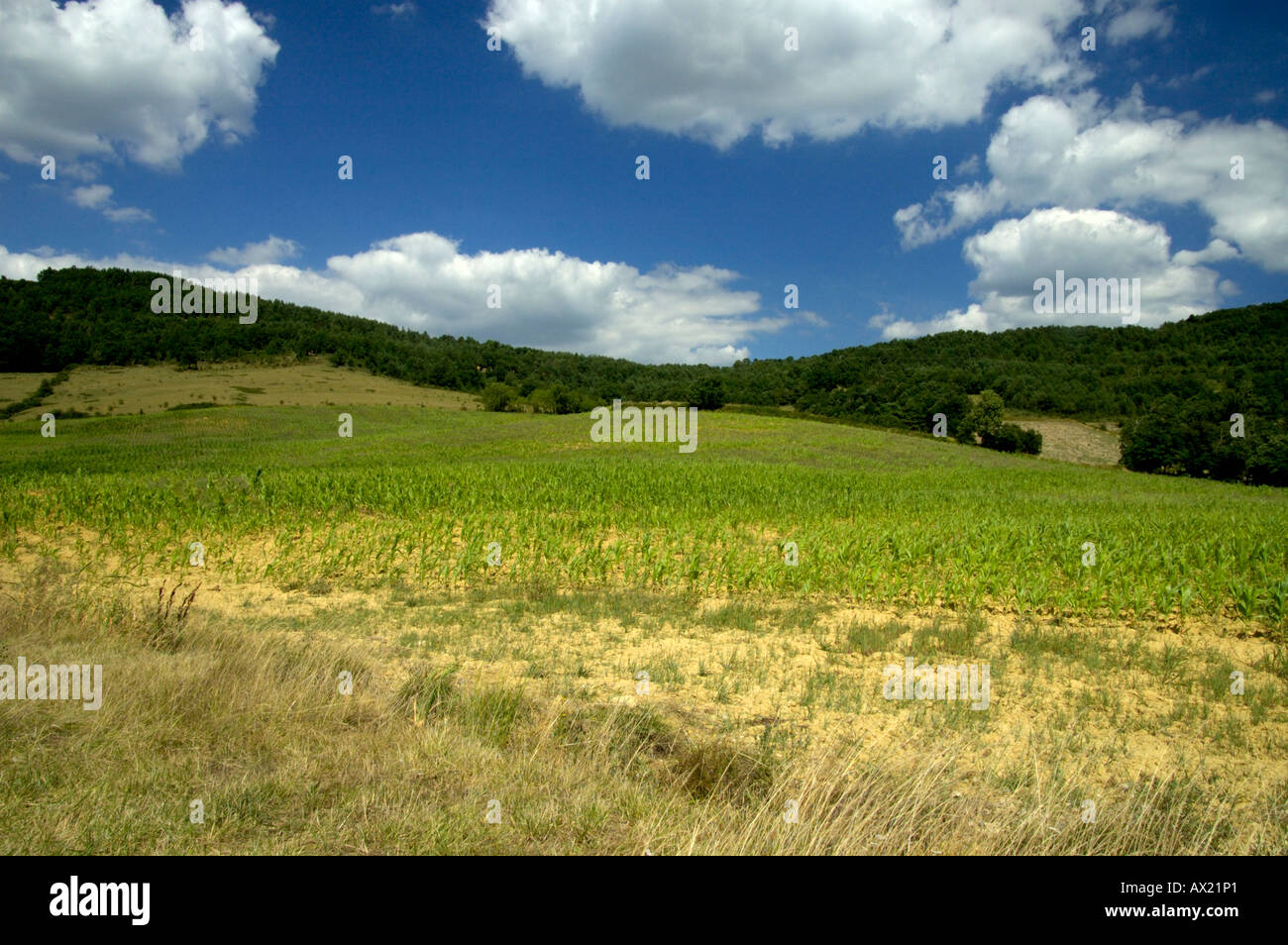 Eine typische Szene der Kulturen im Süden von Frankreich von einem Weizenfeld Stockfoto