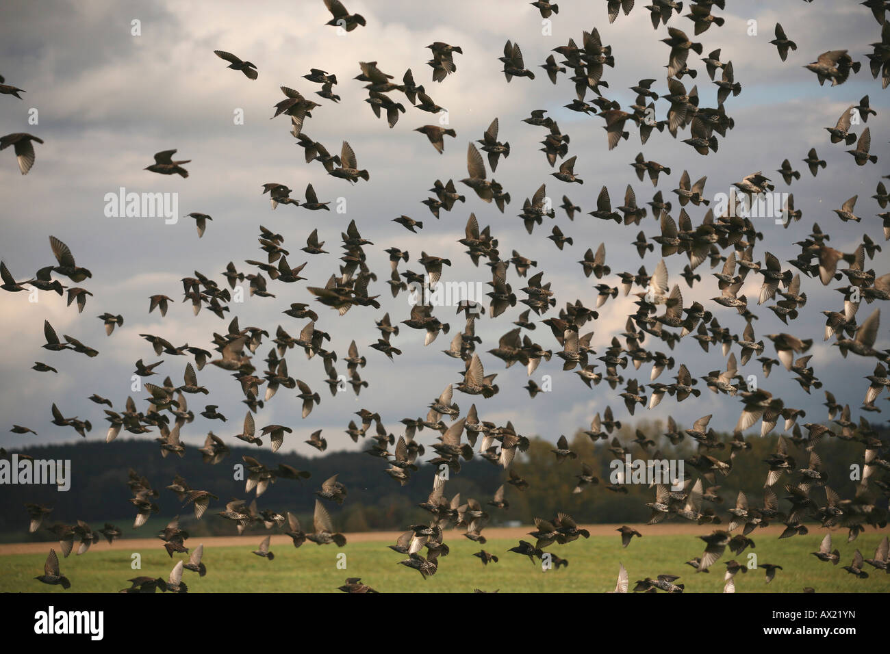Europäischen Stare (Sturnus Vulgaris) Landung auf einem Feld im Herbst Stockfoto