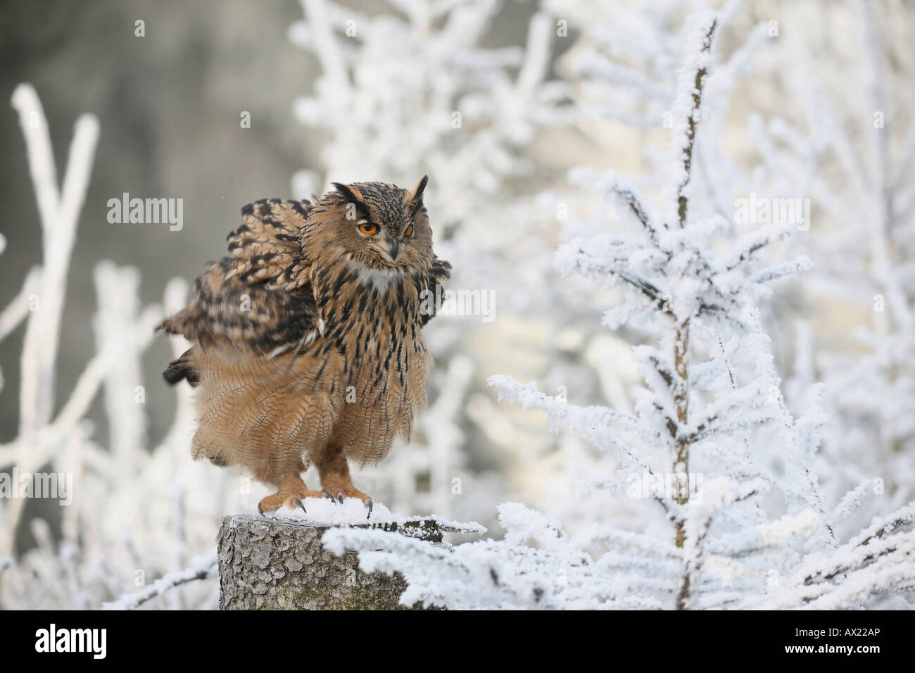 Eurasische Adler-Eule (Bubo Bubo) mit gekräuselten Federn, winterliche, Frost bedeckt Wald Stockfoto