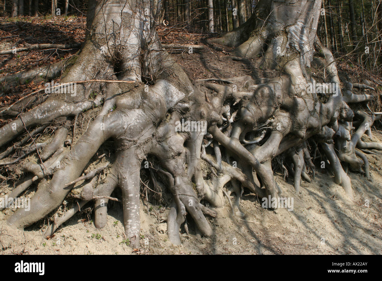 Freiliegende Wurzeln eines europäischen oder Rotbuche (Fagus Sylvatica