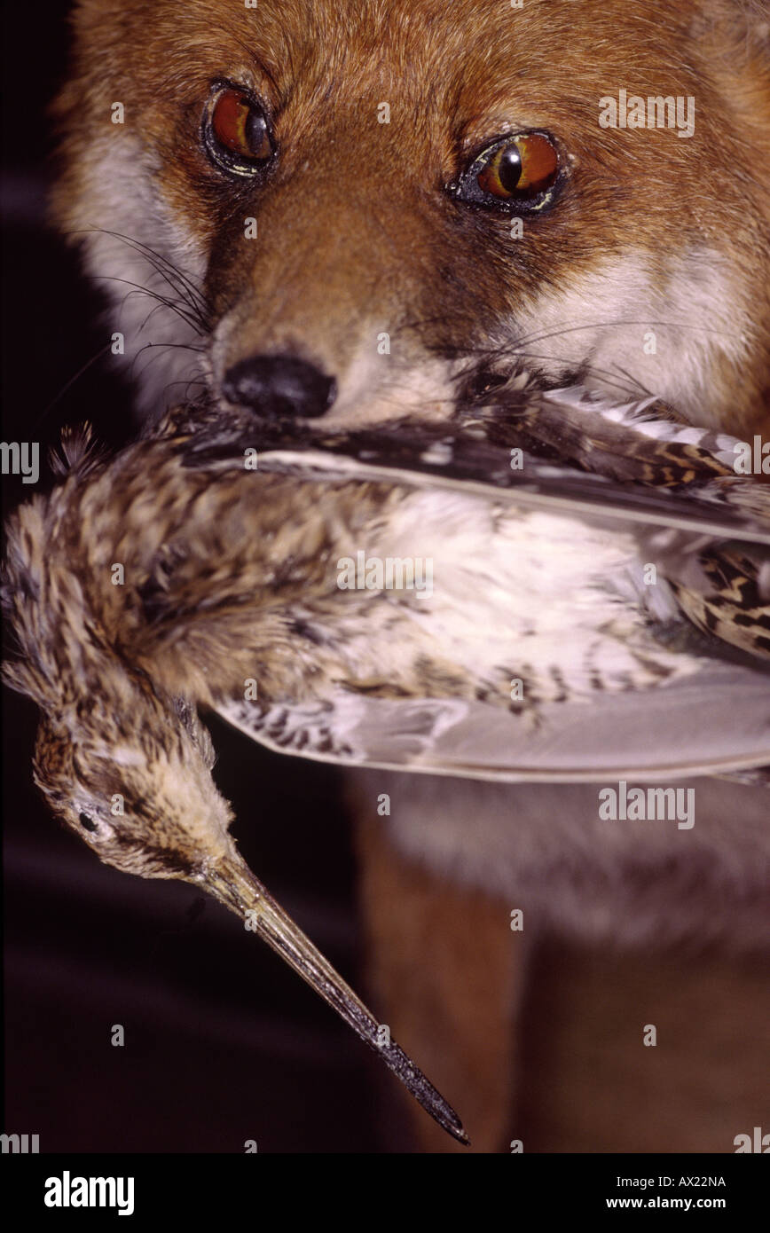Ausgestopfte kreaturen Fotos und Bildmaterial in hoher Auflösung Alamy