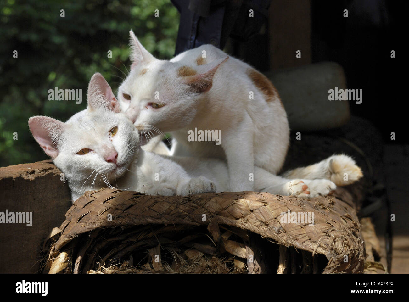Zwei streichelzarter Katzen, Kambodscha Stockfoto