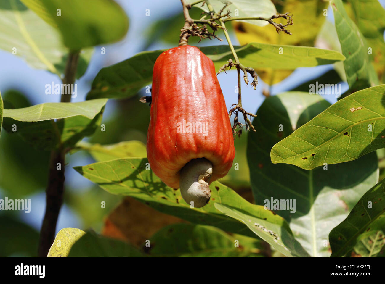 Roten Cashew-Frucht mit Cashew-Nuss (Anacardium Occidentale), Amazonas, Brasilien Stockfoto