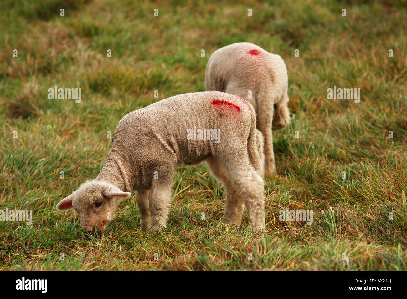 Schaf Kreuzung einen schwarzen Kopf und ein Merino Stockfoto