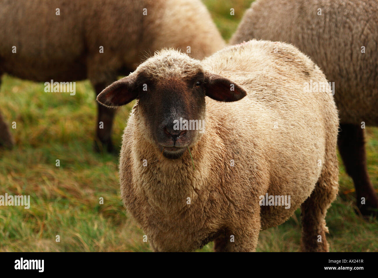 Schaf Kreuzung einen schwarzen Kopf und ein Merino Stockfoto