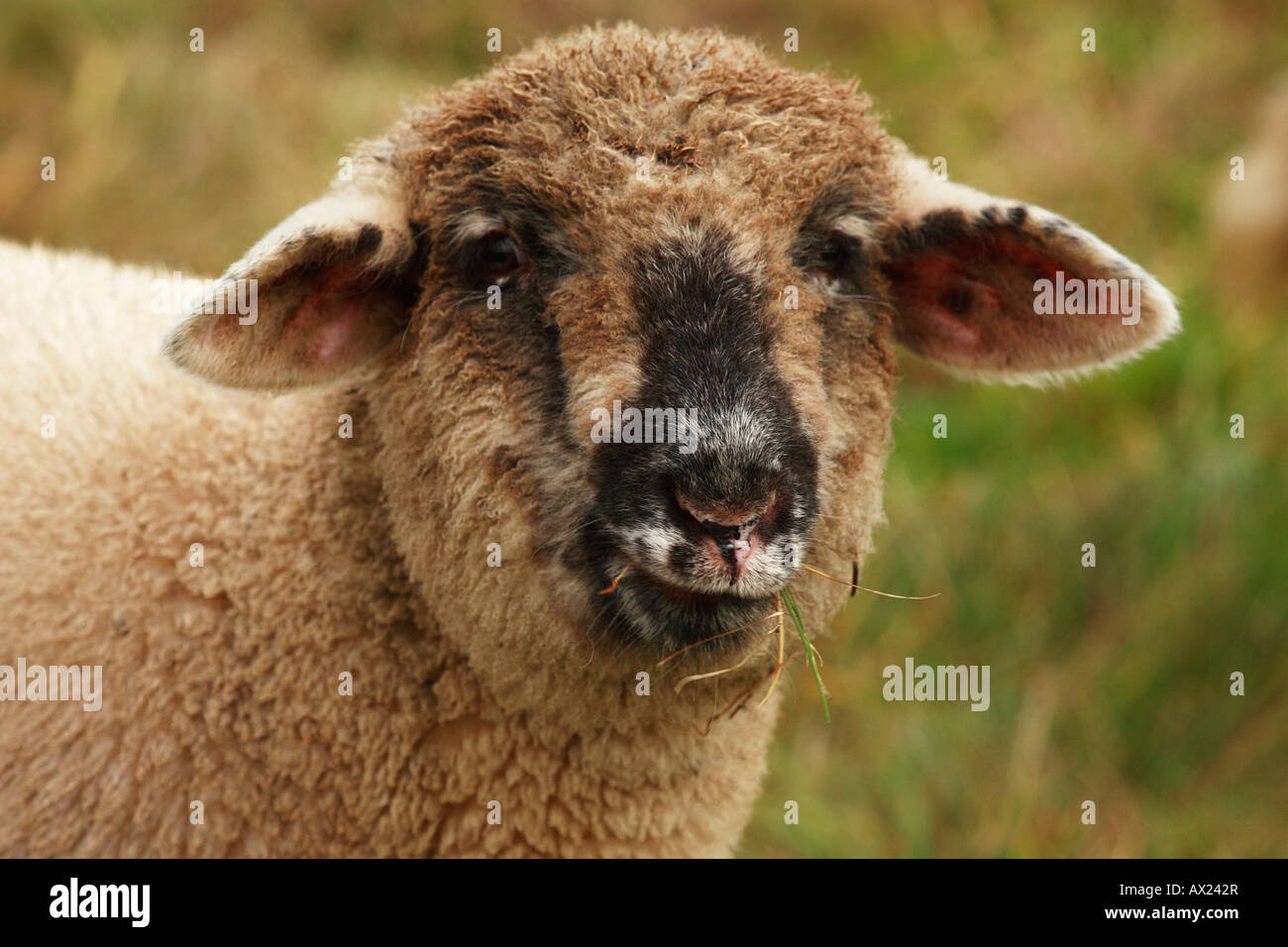 Schaf Kreuzung einen schwarzen Kopf und ein Merino Stockfoto