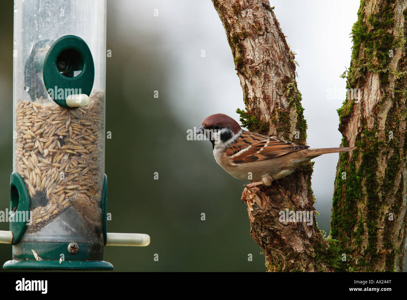 Baum-Spatz oder eurasische Tree Sparrow oder Deutsch Sperling (Passer Montanus) Stockfoto