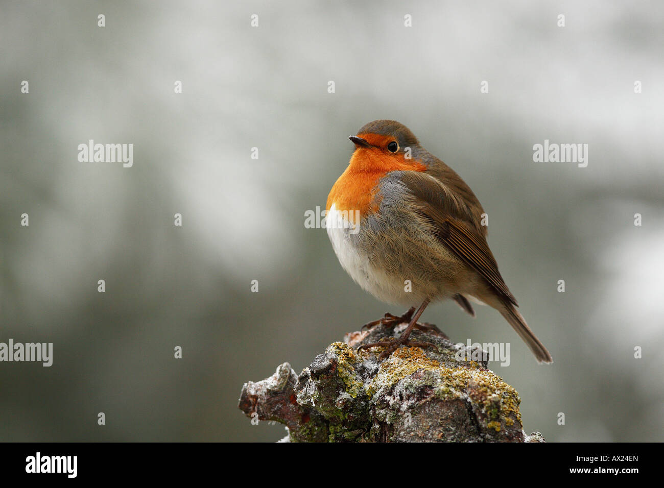 Robin (Erithacus Rubecula) Stockfoto