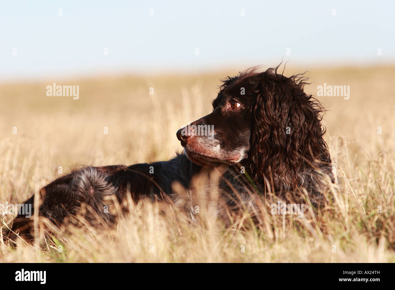 Deutsch Spaniel oder Deutscher Wachtelhund, Hunderasse Jagdhund Stockfoto