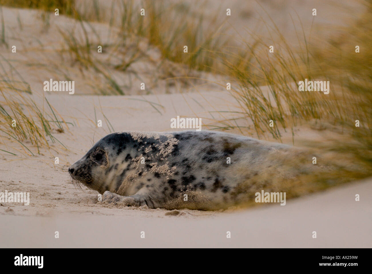 Atlantic Grey Seal (Halichoerus Grypus) Kalb Verlegung in einer Sanddüne, Insel Helgoland, Nordsee, Schleswig-Holstein, Deutschland, E Stockfoto