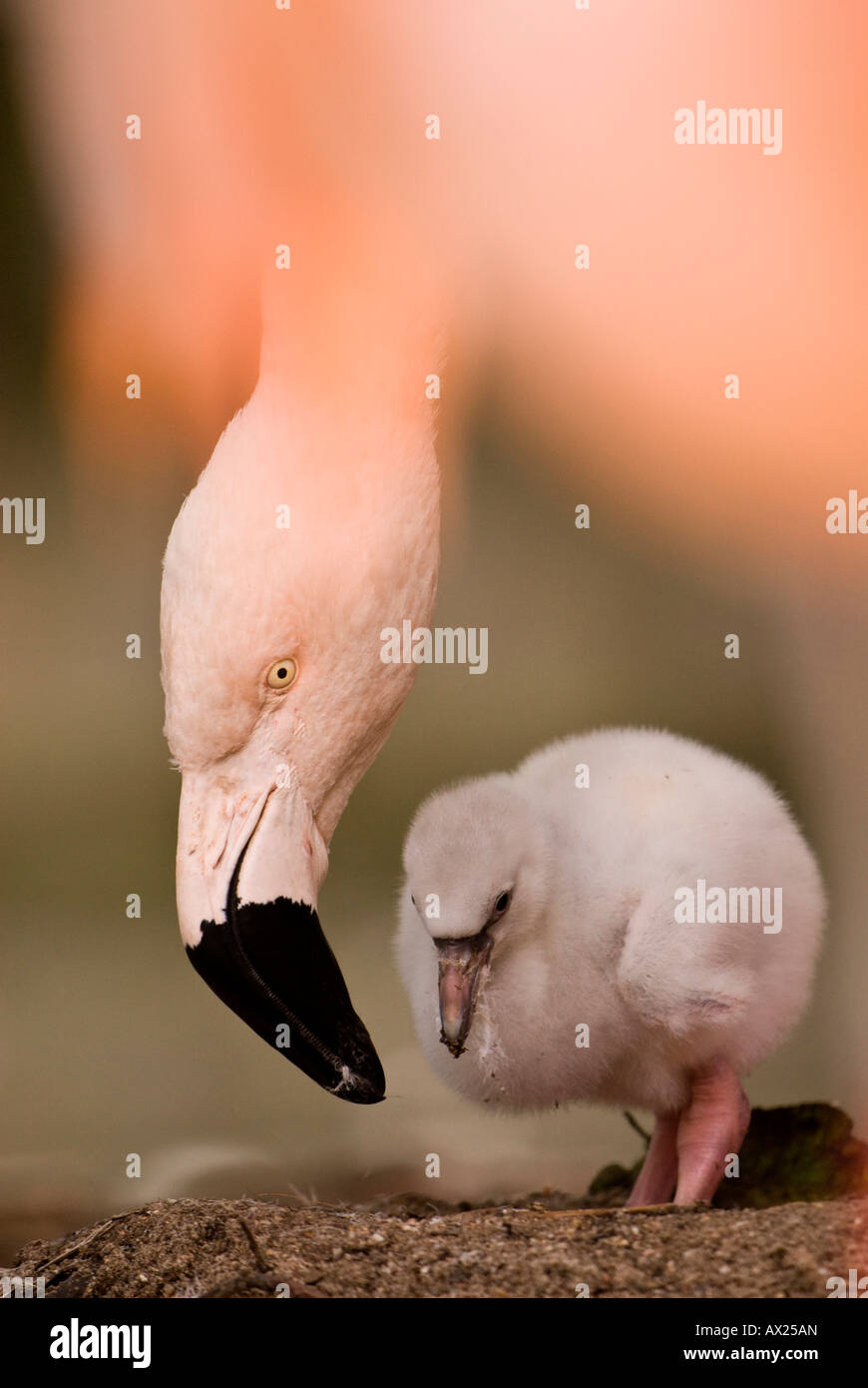 Chilenische Flamingo (Phoenicopterus Chilensis) Küken des übergeordneten Kopf bis hinunter in Richtung zu ihm, Luisenpark, Mannheim, Baden-Wuertt Stockfoto