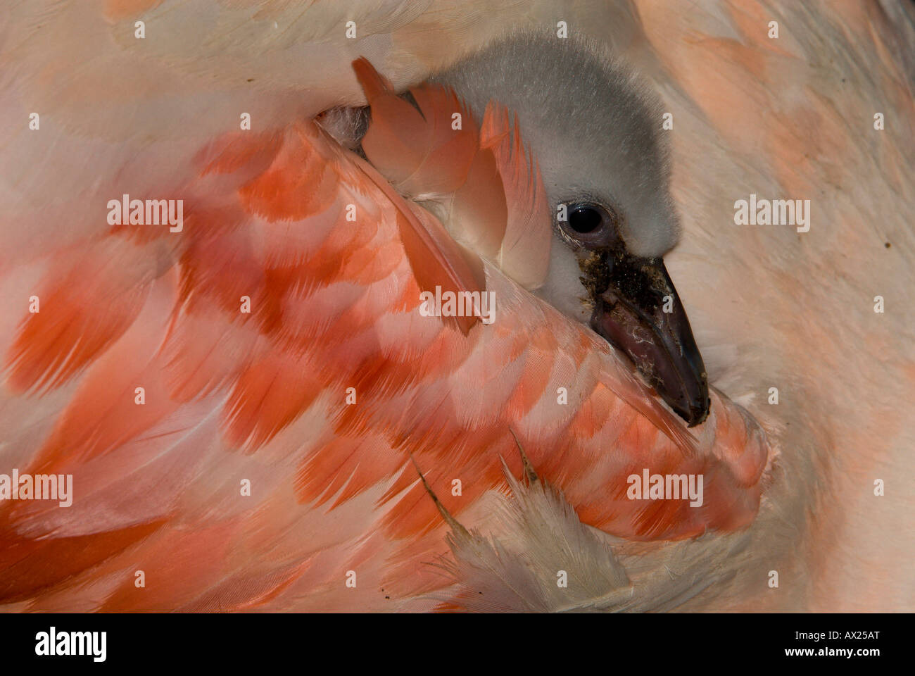 Chilenische Flamingo (Phoenicopterus Chilensis) Küken wühlte in seiner übergeordneten Gefieder, Luisenpark, Mannheim, Baden-Württemberg, Stockfoto