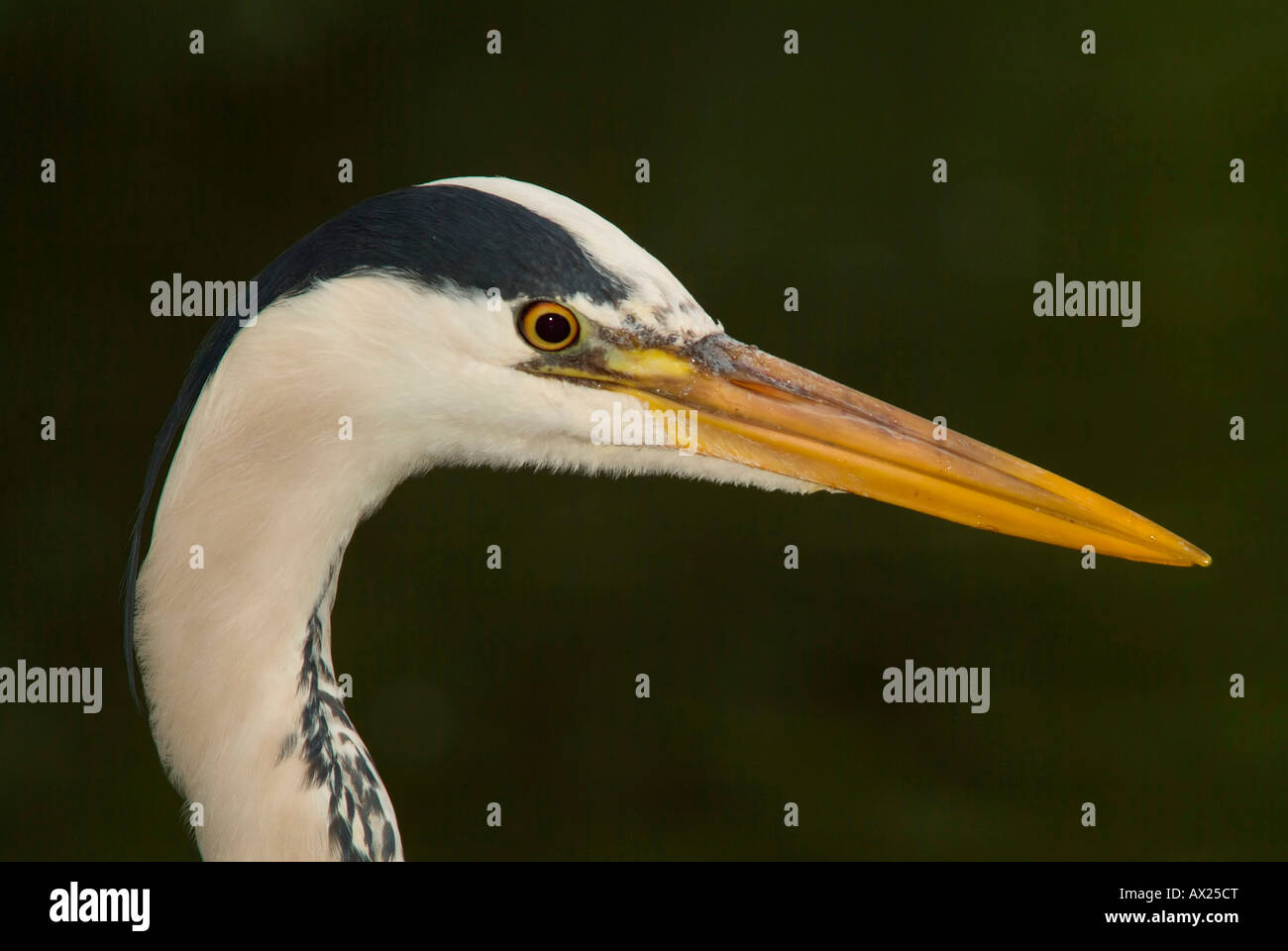 Graureiher (Ardea Cinerea) Porträt, Luisenpark, Mannheim, Baden-Württemberg, Deutschland, Europa Stockfoto