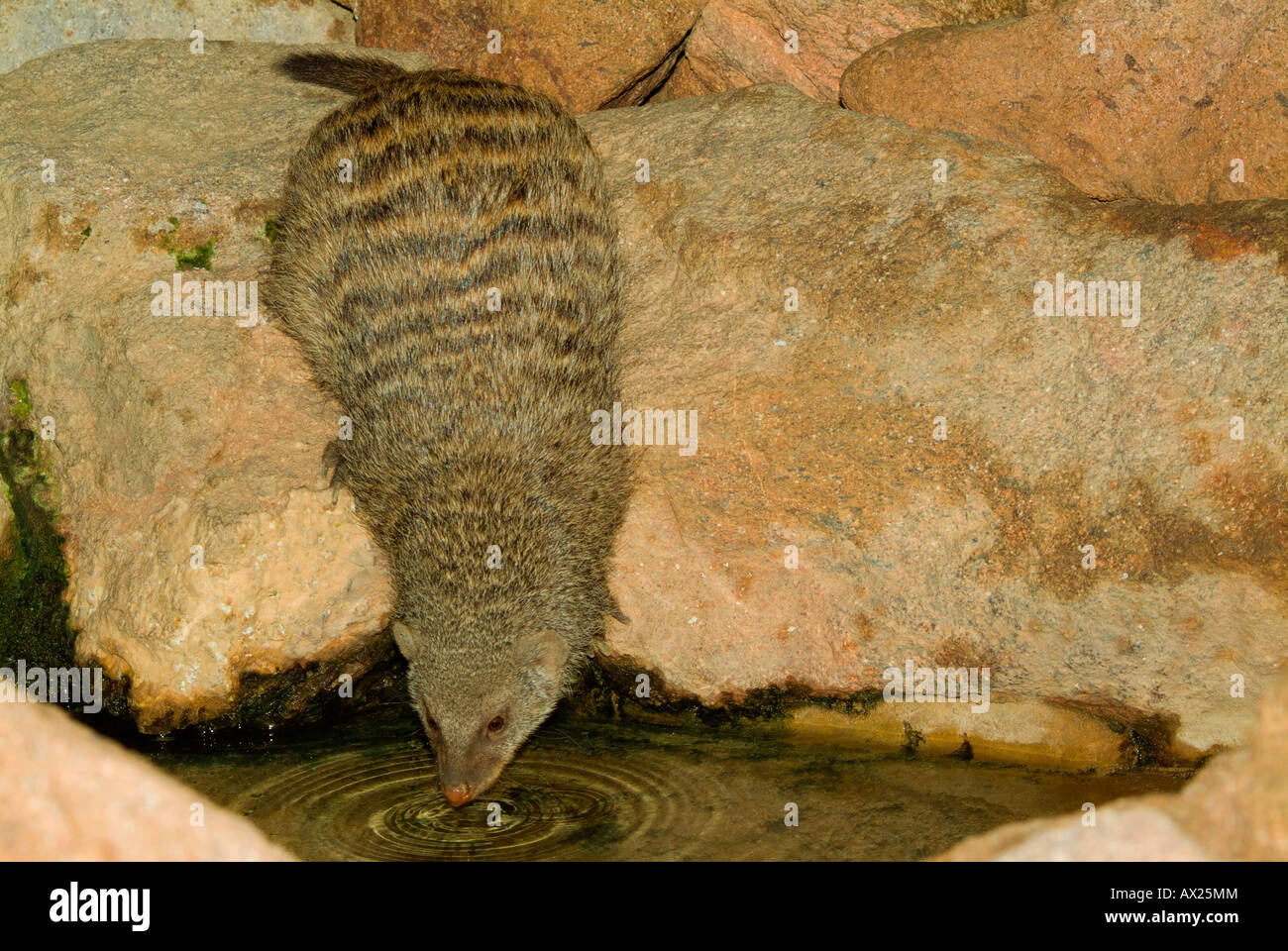 Banded Mungo (Mungos Mungo) trinken aus einem Teich, Mannheim, Baden