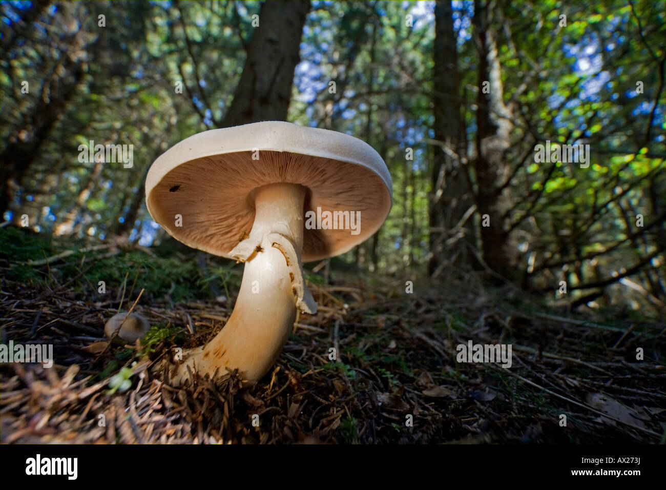 Agaricus campestris Fotos und Bildmaterial in hoher Auflösung Alamy