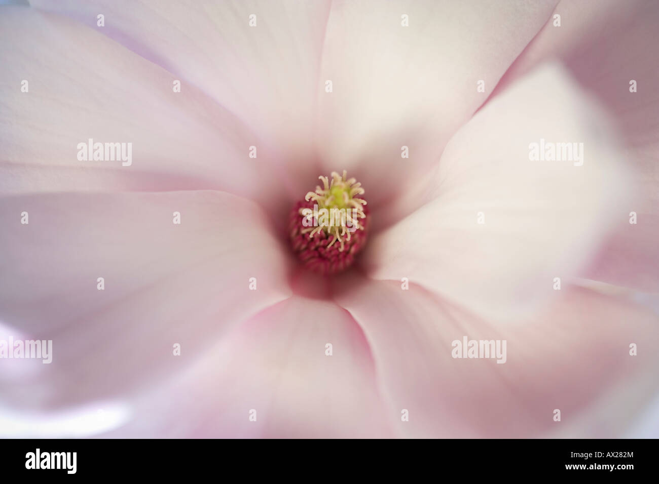 Magnolia Blumen hautnah Stockfoto