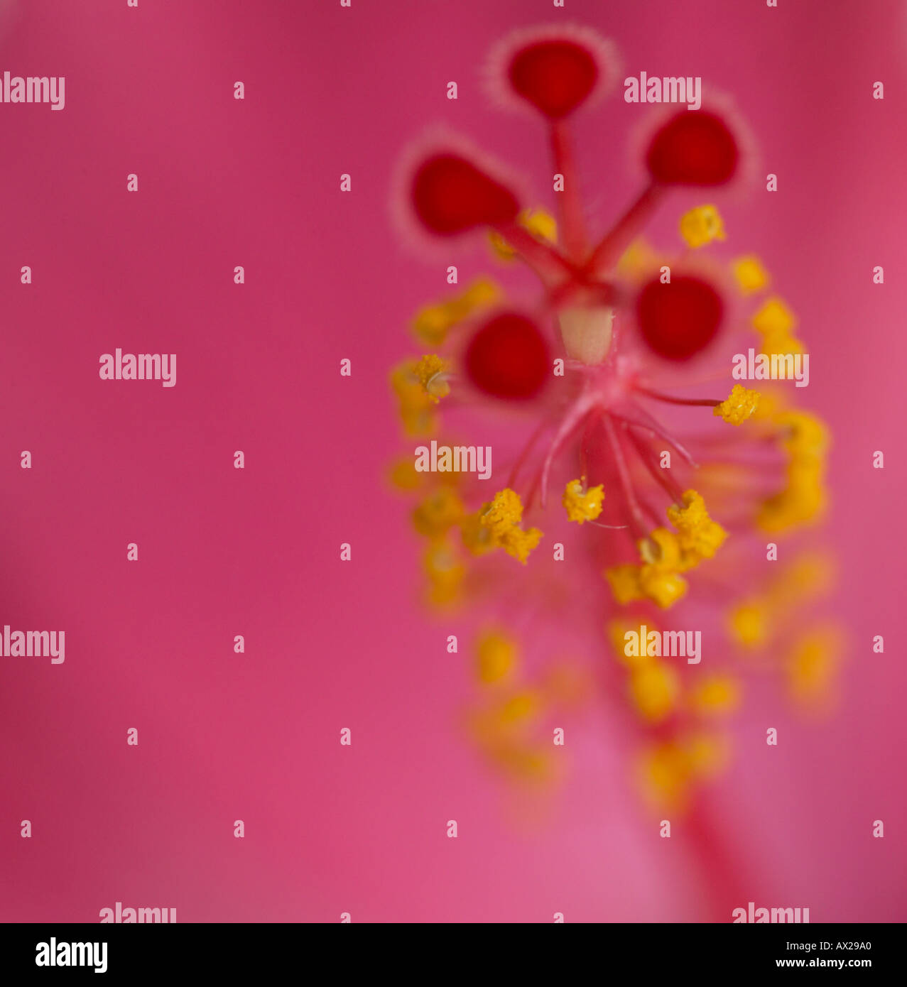 Rosa Hibiskus Blume Staubblätter Stockfoto