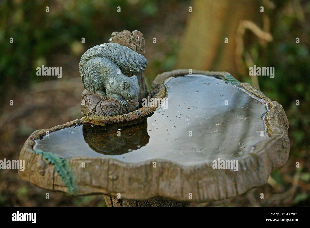Dekorative Stein Vogelbad mit Eichhörnchen in einem englischen Garten Stockfoto