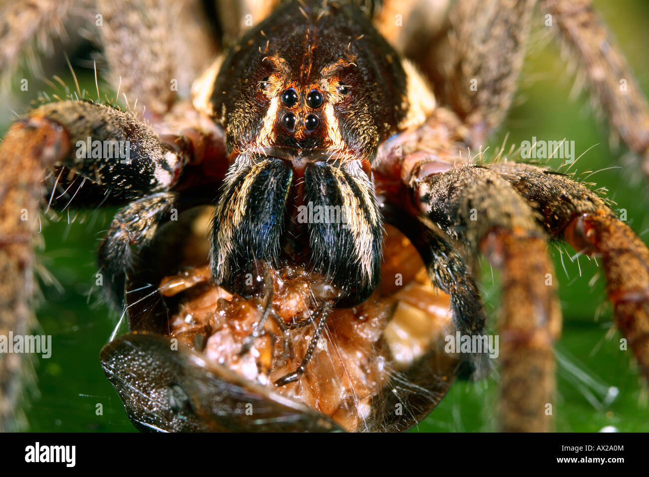 Tropischen Wolfspinne (Familie Ctenidae) Fütterung Stockfoto