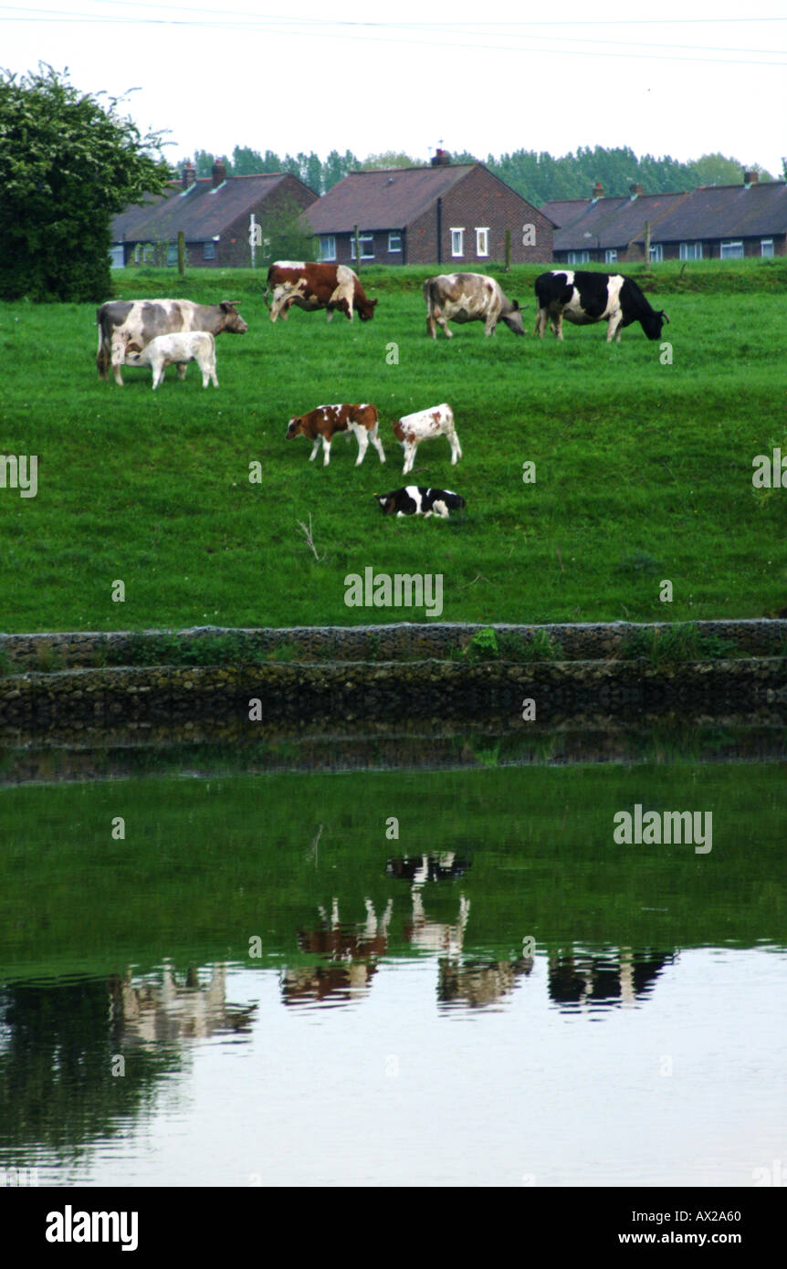 Kühe am Ufer des Manchester Ship Canal england Stockfoto