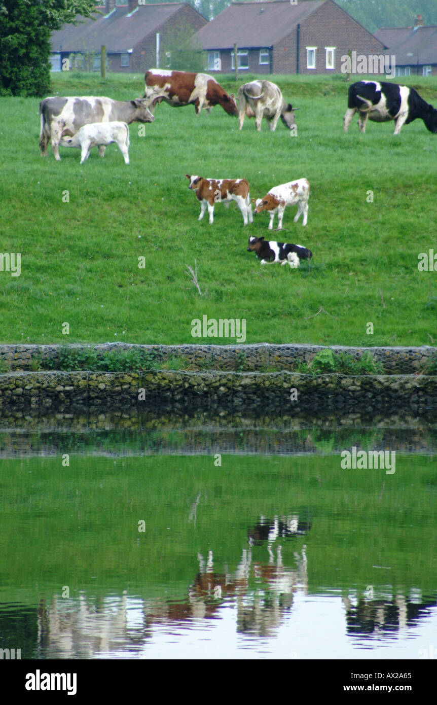 Kühe am Ufer des Manchester Ship Canal england Stockfoto