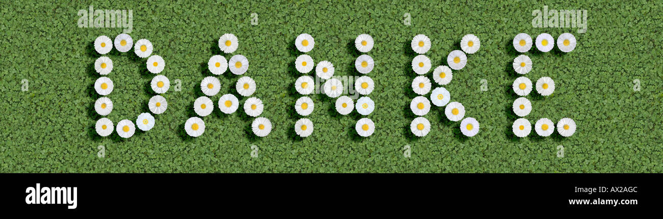 deutsche Wort Danke Danke geschrieben mit Gänseblümchen Stockfoto
