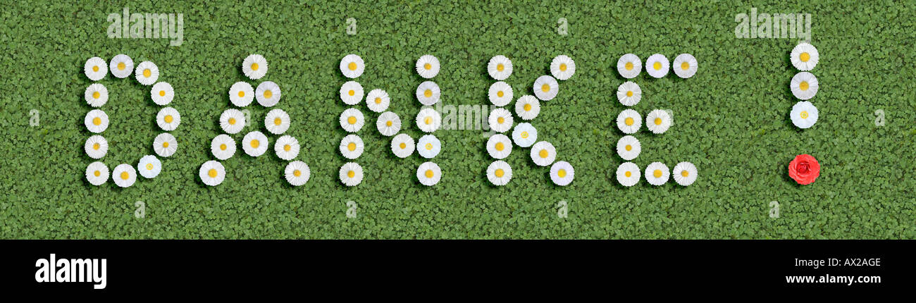 deutsche Wort Danke Danke geschrieben mit Gänseblümchen Stockfoto