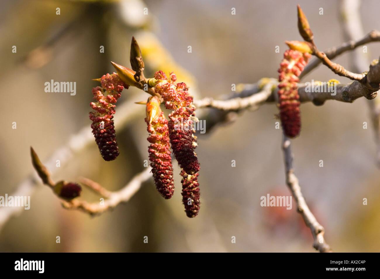 Erle catkin Stockfoto