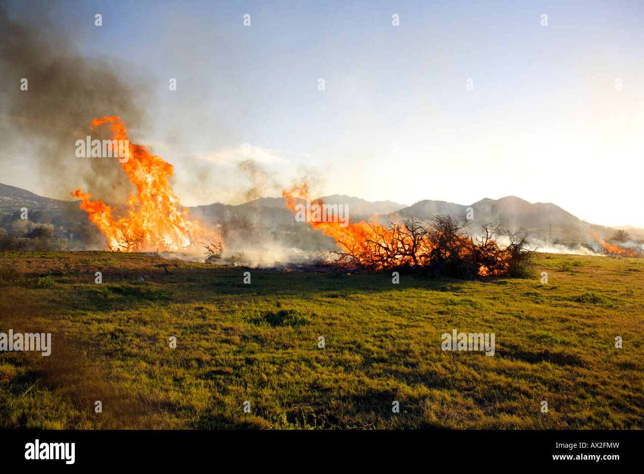 Brennen von erkrankten Olivenbäume Cártama, Andalusien, Spanien Stockfoto