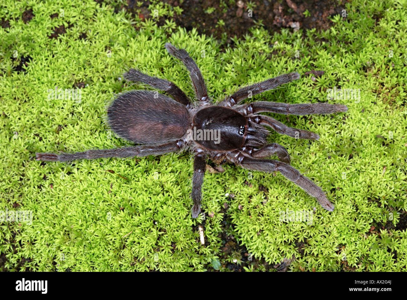 Gemeinhin als ein TIGER Spinnen Chilobrachys Andersoni sind diese indischen Verwandten des berühmten Vogelspinnen, Pune, Maharashtra Stockfoto