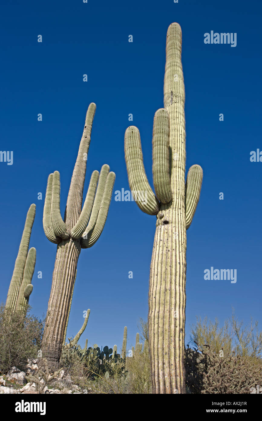 Saguaro-Kakteen (Carnegiea Gigantea) in felsigen und hügelige Landschaft Einstellung - Sonora-Wüste von Arizona Stockfoto