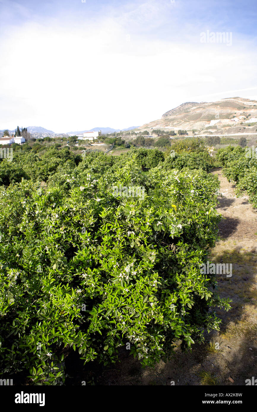 Orangenbäume blühen (Citrus Sinensis), Andalusien, Spanien Stockfoto