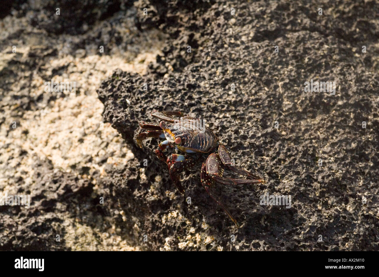 Juvenile Sally lightfoot Krabben (Grapsus Grapsus) ruht auf dem Lavagestein Galapagos-Inseln, Ecuador Stockfoto