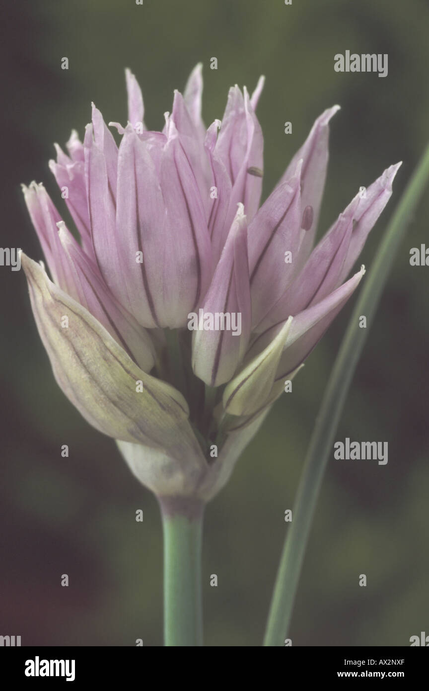 Allium Ledebourianum (Giant sibirischen Schnittlauch) rosa Blüten, die nur zur Eröffnung von Flowerhead hautnah. Stockfoto
