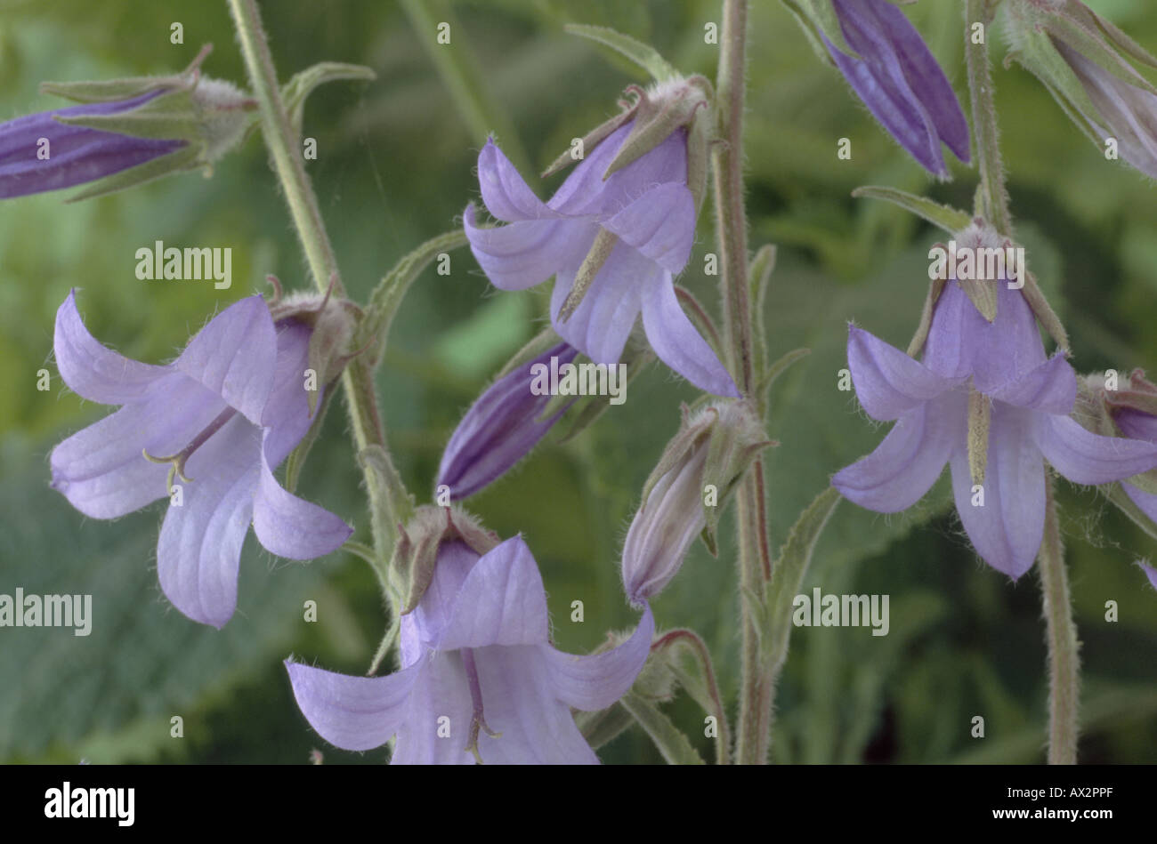 Campanula Sarmatica (Glockenblume) Großaufnahme der blauen Blüten und Knospen an aufrechten Stengeln. Stockfoto