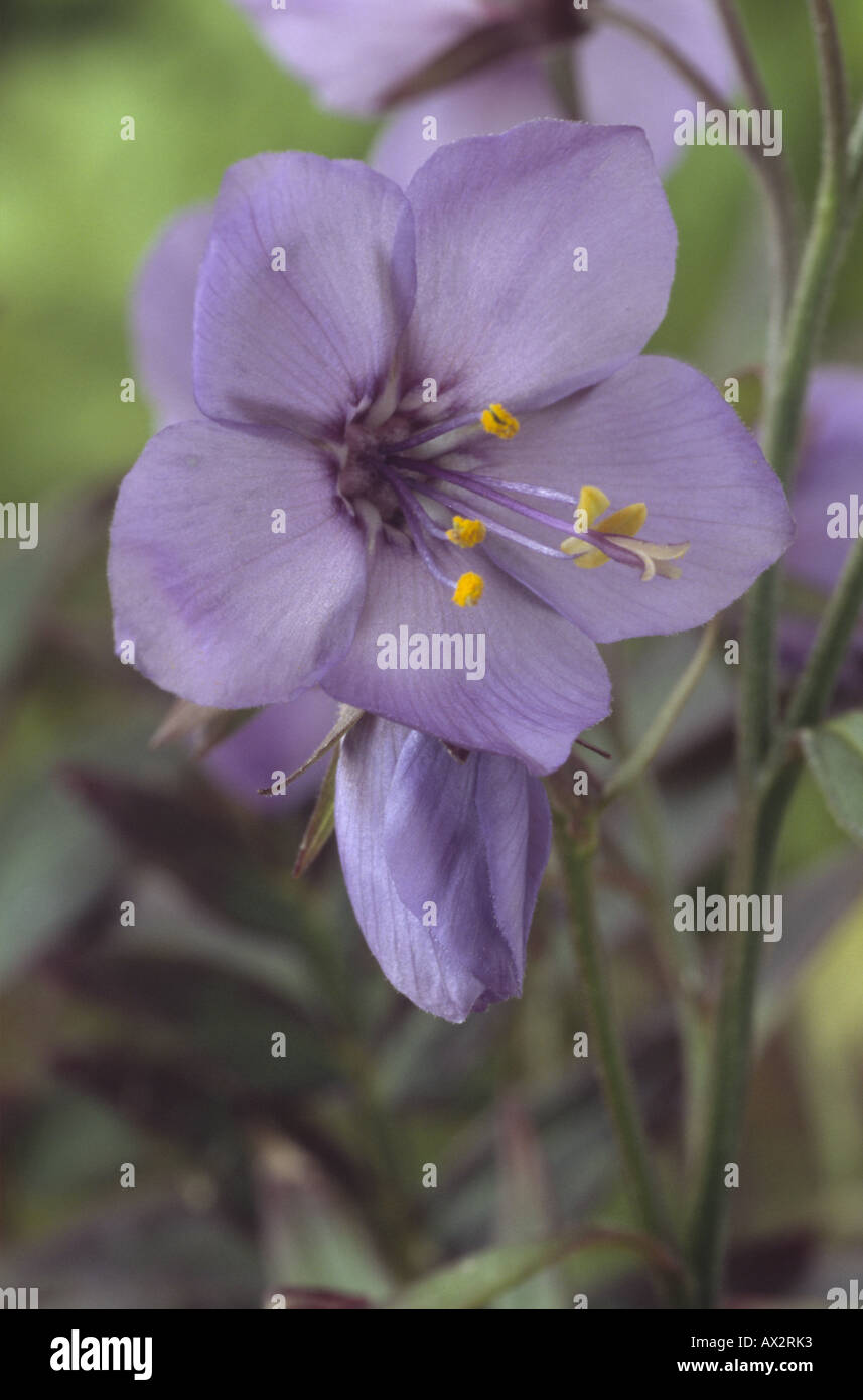 Polemonium Yezoense 'Purple Rain' (Jakobsleiter) hautnah blaue Blume. Stockfoto