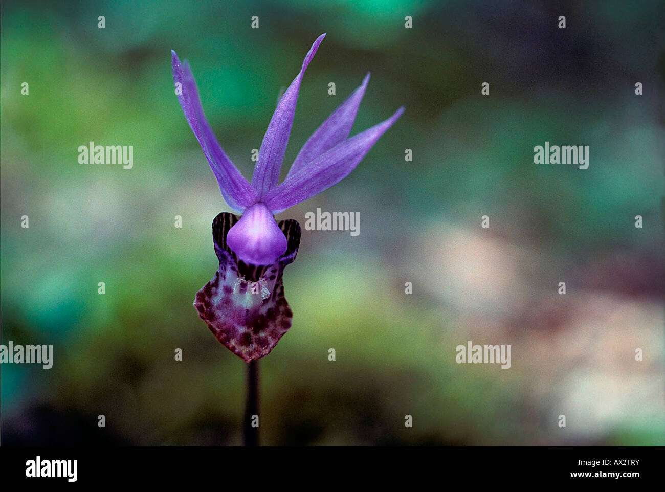 Calypso-Orchidee. Auch bekannt als Fee Pantoffel und beweist Pantoffel oder Venus Pantoffel oder beweist Pantoffel. Stockfoto