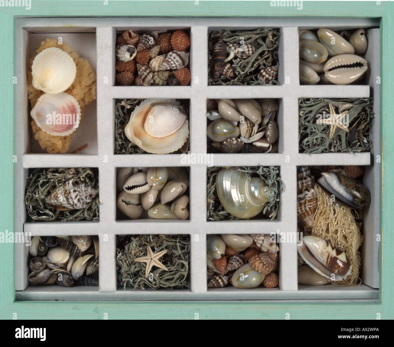 Sammlung von Meer Muscheln uncased in einem grünen Rahmen für zu Hause hängende konzipiert Stockfoto