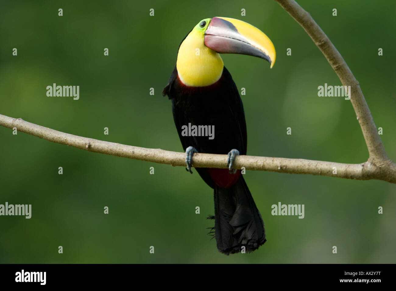 Gelb-throated Toucan Ramphastos ambiguus Stockfoto