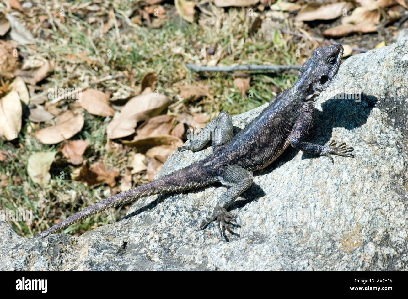 Echse Agama Agama Agama, in der Lobo-Tal, Serengeti Nationalpark, Tansania, Ostafrika. Stockfoto